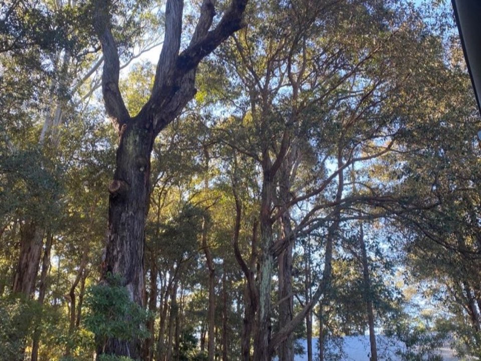 Mature trees in a Cumbria parkland setting due for routine re-inspection