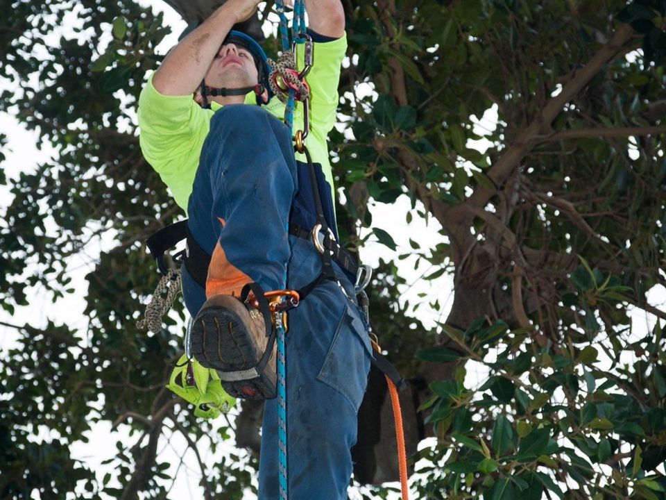 Qualified arborist working in a mature tree during an Enviro Trees UK survey in Cumbria